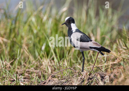 Smith's vanneau, Vanellus armatus, Schmiedekiebitz (Vanellus armatus) Banque D'Images