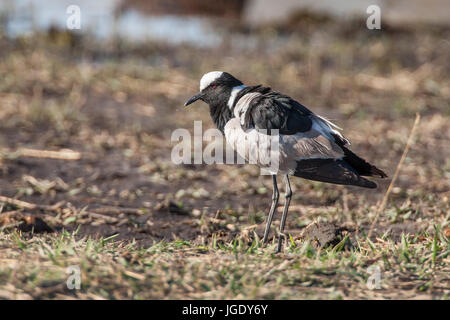 Smith's vanneau, Vanellus armatus, Schmiedekiebitz (Vanellus armatus) Banque D'Images