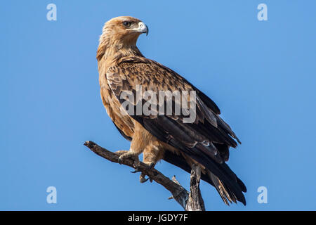 Eagle Aquila rapax, prédatrice, Raubadler (Aquila rapax) Banque D'Images