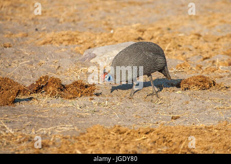 Casque la pintade, Numida meleagris, Helmperlhuhn (Numida meleagris) Banque D'Images