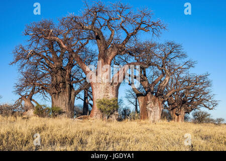 Boab arbres dans le parc national Nxai, Botswana, Parc National de Nxai im Boab-Baüme Banque D'Images