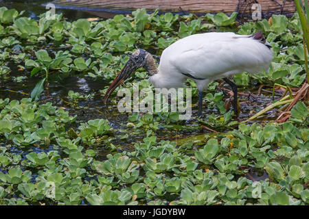 Stork Mycteria americana, forêt, Waldstorch (Mycteria americana) Banque D'Images