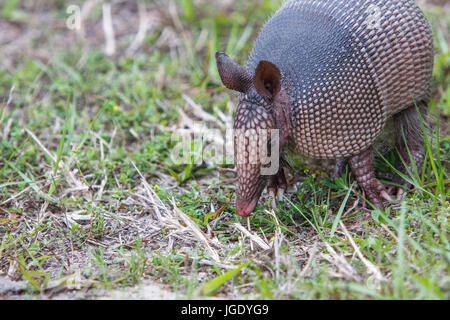 Armadillo-, 9 ceinture bandage Dasypus novemcinctus, animale, Neunbinden-Gürteltier (Dasypus novemcinctus) Banque D'Images