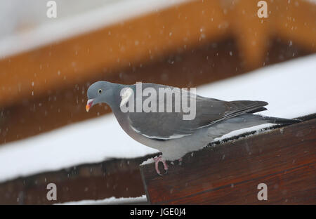 En hiver, un pigeon Ringeltaube im Winter Banque D'Images