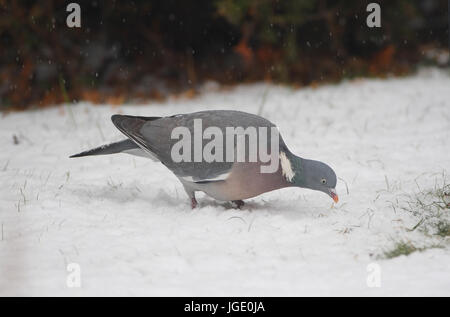 En hiver, un pigeon Ringeltaube im Winter Banque D'Images