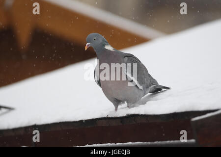 En hiver, un pigeon Ringeltaube im Winter Banque D'Images