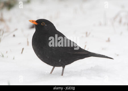 En hiver, Blackbird Amsel im Winter Banque D'Images