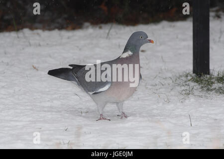 En hiver, un pigeon Ringeltaube im Winter Banque D'Images