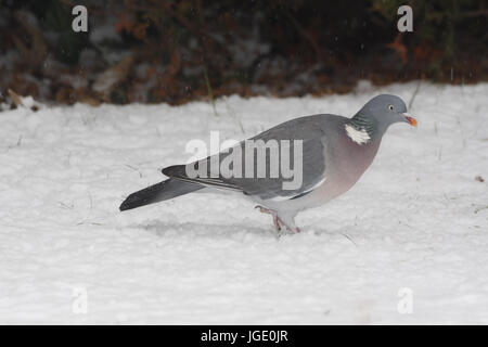 En hiver, un pigeon Ringeltaube im Winter Banque D'Images