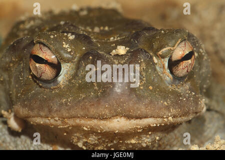 Crapaud de Sonora, Sonora-Kroete Banque D'Images