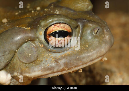 Crapaud de Sonora, Sonora-Kroete Banque D'Images