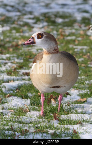 Paire d'oies du Nil en hiver, Nilgans Paar im Winter Banque D'Images