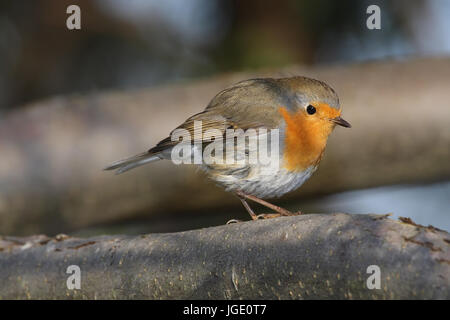 Redbreasts, Rotkehlchen Banque D'Images