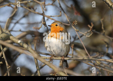 Redbreasts, Rotkehlchen Banque D'Images