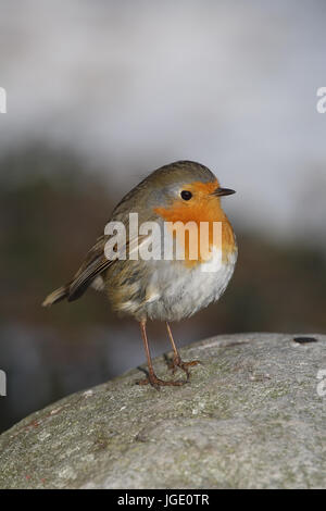 Redbreasts, Rotkehlchen Banque D'Images