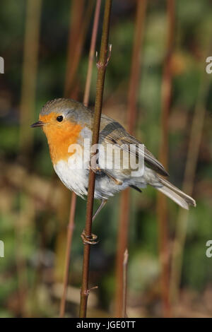 Redbreasts, Rotkehlchen Banque D'Images