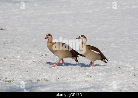 En hiver, l'oie du Nil Nilgans im Winter Banque D'Images