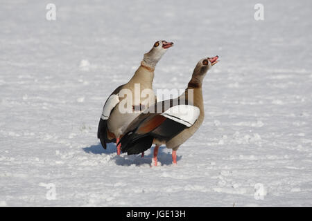 Paire d'oies du Nil en hiver, Nilgans Paar im Winter Banque D'Images