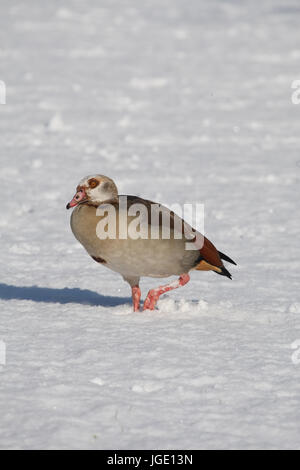 En hiver, l'oie du Nil Nilgans im Winter Banque D'Images