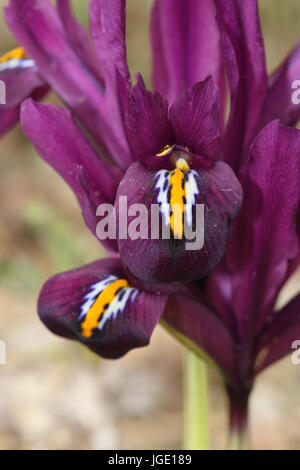 Petit iris nain, Kleine Zwerg-Schwertlilie Banque D'Images