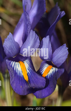 Petit iris nain, Kleine Zwerg-Schwertlilie Banque D'Images