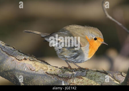 Redbreasts, Rotkehlchen Banque D'Images