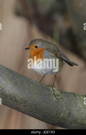 Redbreasts, Rotkehlchen Banque D'Images
