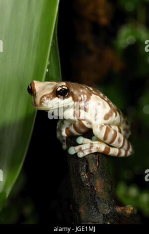 Grenouille , Kroetenlaubfrosch feuillage crapaud Banque D'Images