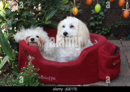 Bichon Frise et Coton de Tuléar s'asseoir dans le panier du chien, Bichon Frise Coton de Tuléar sitzen und im Hundekorb Banque D'Images