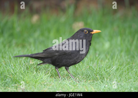 , Blackbird Amsel Banque D'Images