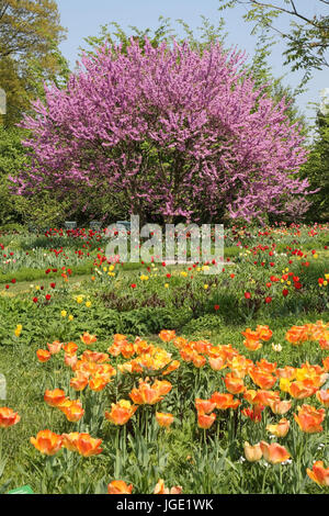 Arbre de Judée en fleur, Bluehender Judasbaum avec des tulipes mit Tulpen Banque D'Images