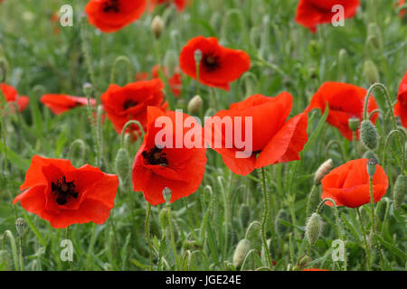 Clap poppy, Klatsch-Mohn Banque D'Images