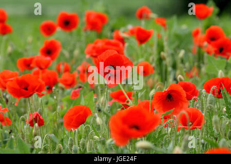 Clap poppy, Klatsch-Mohn Banque D'Images