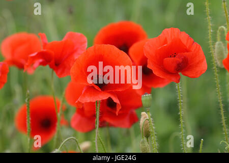 Clap poppy, Klatsch-Mohn Banque D'Images