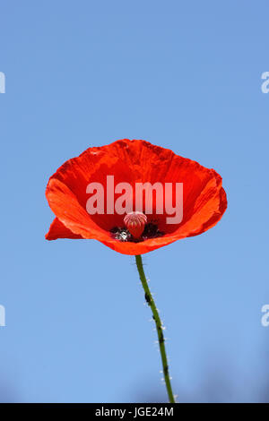 Clap poppy, Klatsch-Mohn Banque D'Images