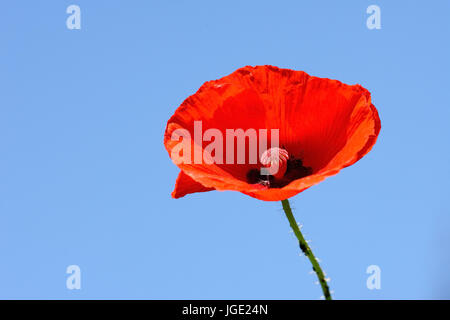 Clap poppy, Klatsch-Mohn Banque D'Images