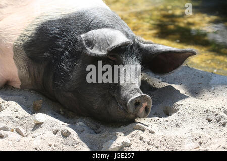 Schw ?bisch-H ?terre llisches Schwäbisch-Hällisches Landschwein, cochon Banque D'Images