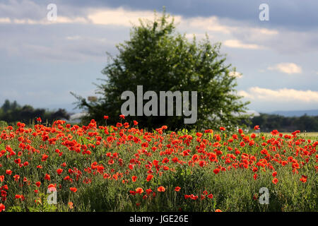 Clap poppy, Klatsch-Mohn Banque D'Images