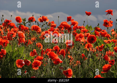 Clap poppy, Klatsch-Mohn Banque D'Images