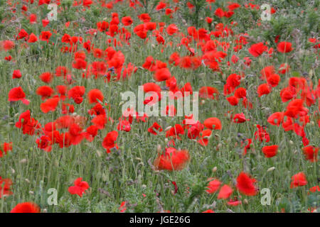 Clap poppy, Klatsch-Mohn Banque D'Images