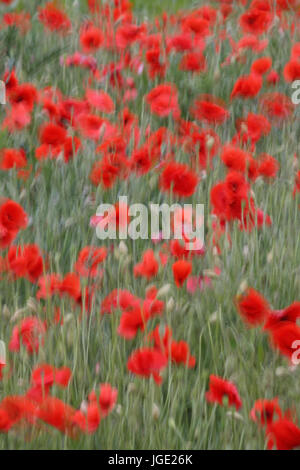 Clap poppy, Klatsch-Mohn Banque D'Images