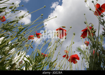 Clap poppy, Klatsch-Mohn Banque D'Images