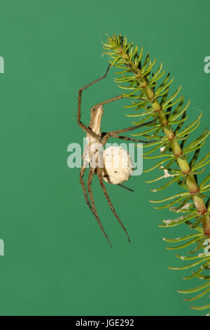 Araignées prédatrices avec Eikokon Raubspinne Eikokon, mit Banque D'Images