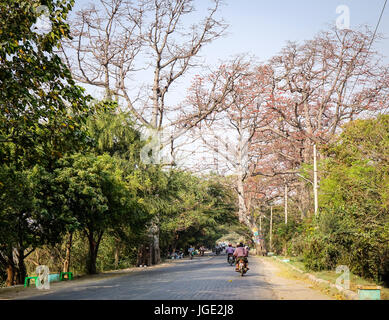 Mandalay, Myanmar - Feb 21, 2016. Chemin rural avec arbres de coton de soie rouge à Mandalay, Myanmar. Mandalay est la deuxième plus grande ville et la dernière c Banque D'Images