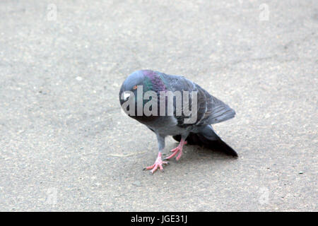 Il est comme la marche pigeon Dracula funny animal tourné ha ha Banque D'Images