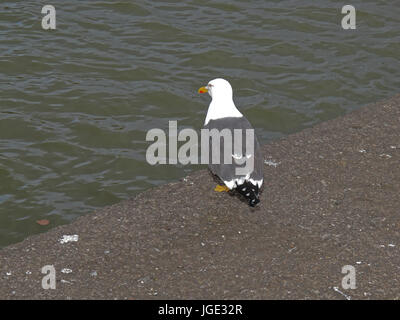 Seagull sur le bord de l'étang dans la contemplation Banque D'Images
