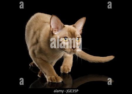 Chat birman isolé sur fond noir Banque D'Images