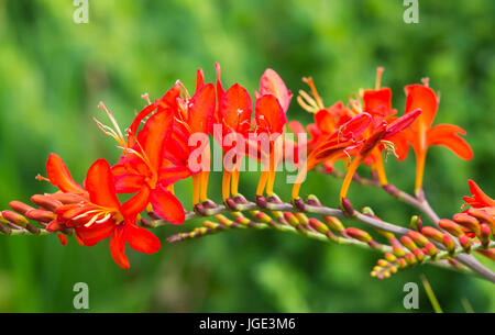 Montbretia 'Lucifer' (Crocosmia x crocosmiiflora plante) fleurs en été dans le West Sussex, Royaume-Uni. Coppertips alias 'Lucifer', Falling Stars 'Lucifer'. Banque D'Images