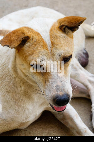 Portrait de chien sur la rue à Yangon, Myanmar. Banque D'Images