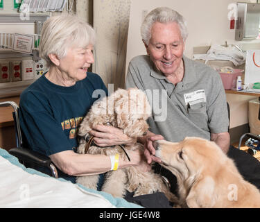 Caucasian couple appréciant les chiens de thérapie Banque D'Images